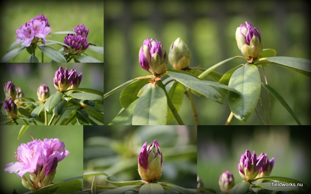 8juni_rododendron