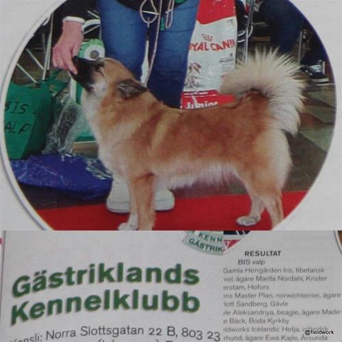 11apr (Hetja i HS nr42017) 11apr (Hetja i HS nr42017)