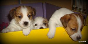 7jan_bella_billy_aksel 7jan_bella_billy_aksel