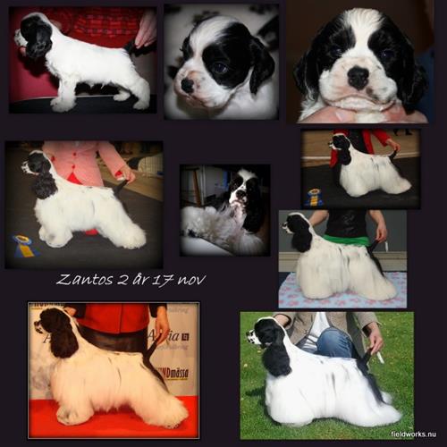ZANTOS