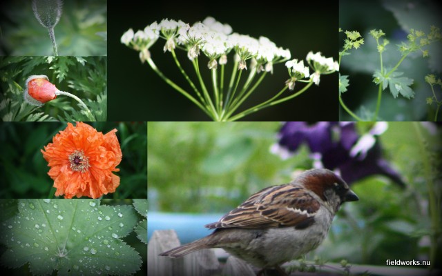 7juni (canon)3