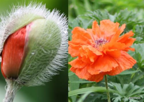 Juni 2021 sommarblommor växter fr Lena tomater