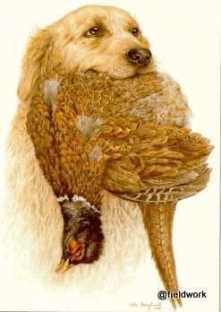 appfasan golden