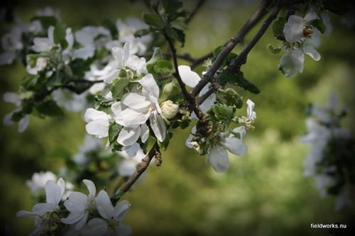 23maj_äppelblom 23maj_äppelblom