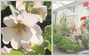 25juli-Bergabackens pelargonmuseum, stockrosor hemma2 25juli-Bergabackens pelargonmuseum, stockrosor hemma2