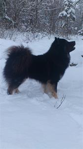 Teddy