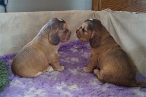 Mollie och valpar 22dygn 233