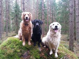 Hundarna i skogen