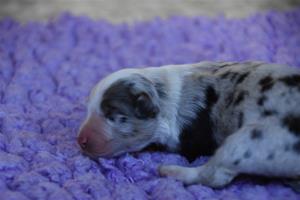 6. Blue merle tik 6. Blue merle tik