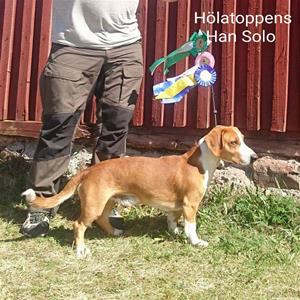 Hölatoppens HanSolo SE28554/2015