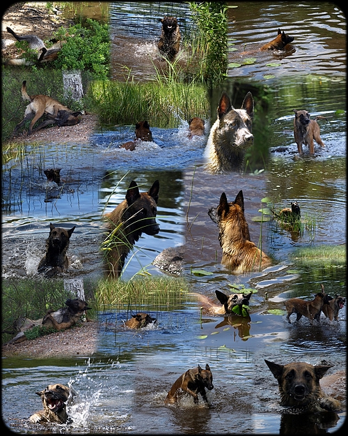 Sommarbad Collage 2013 Sommarbad Collage 2013