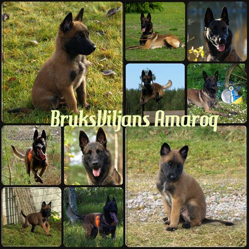 Amaroq 4 år