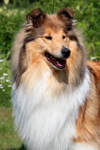 zaffrangavle2019bild10 zaffrangavle2019bild10