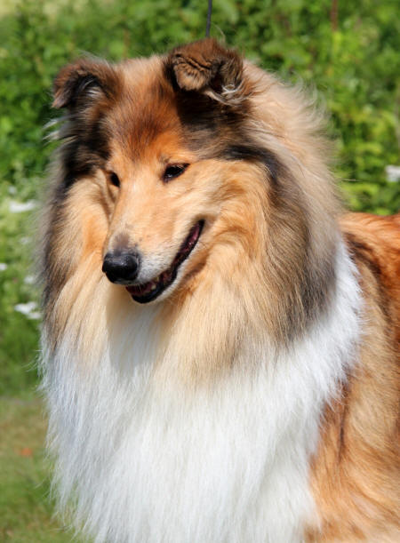 zaffrangavle2019bild8 zaffrangavle2019bild8