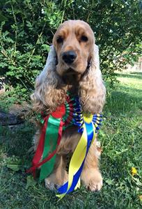 wera_champion