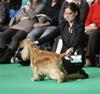 Crufts 2012