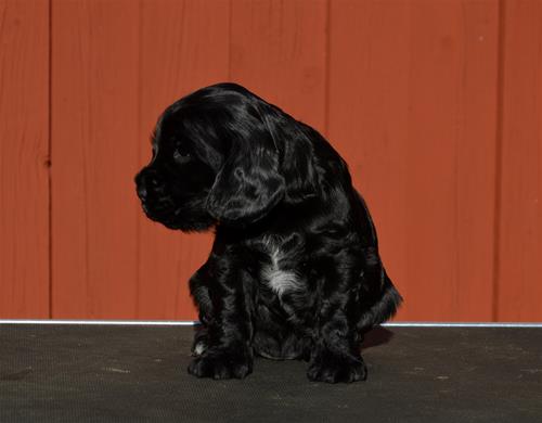 _DSC0113 Majken 4 v 1 _DSC0113 Majken 4 v 1