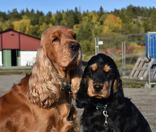Herman och Malte Herman och Malte