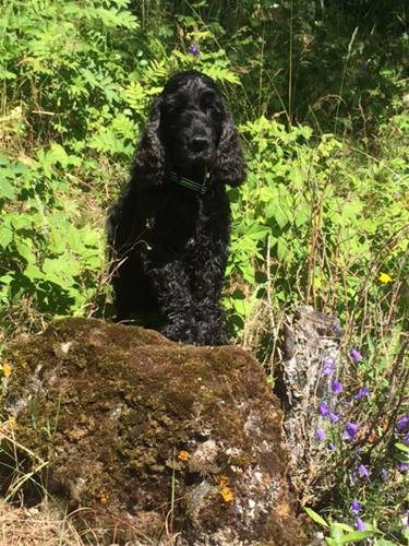 Charlie 2016 (2) Charlie 2016 (2)