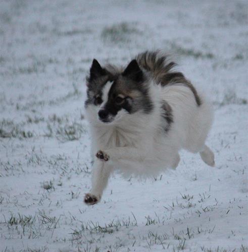 Snö Tammie