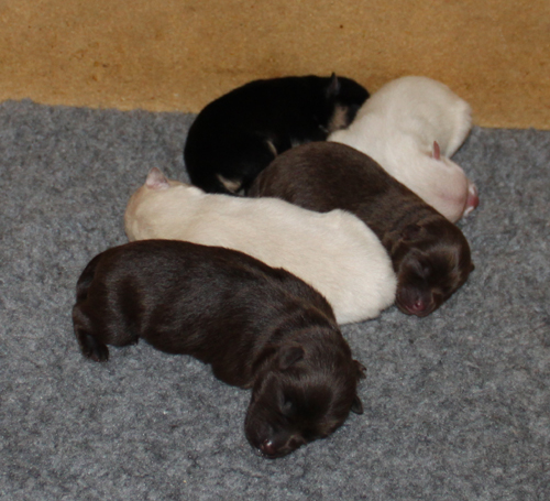 troy_Annies 20puppies0101113