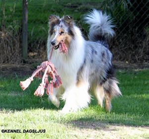 laika0forsta_maj14
