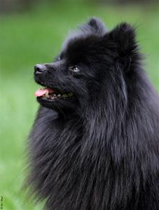 Dezzie 03 110714