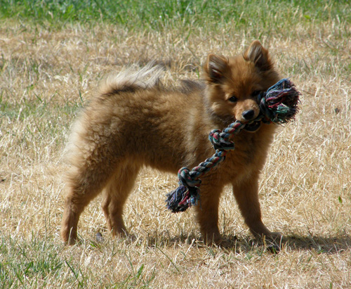 Foxy20mn20080615