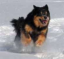 standarfinsk20lapphund_image004