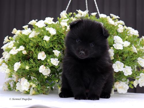 Svart tik m blommor