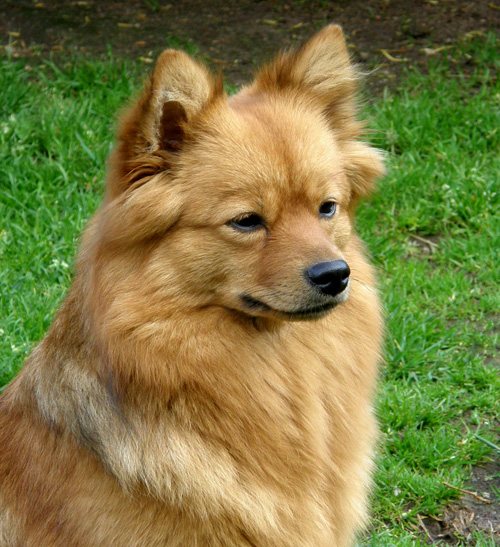 Foxy20090613 Foxy20090613