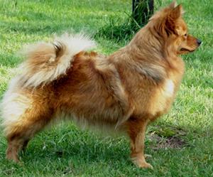 Beautifu20Foxy0090614