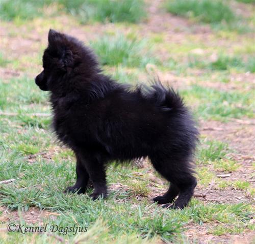 Zizzie 2 20200505