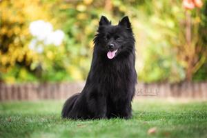 Dagsljus Beautiful Black Aziza - BeeBee, Fotograf: Steffi Wasdenn 