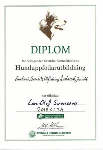 Diplom LOS