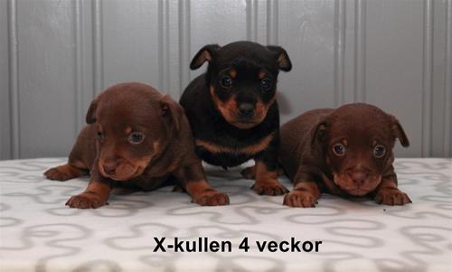 x-kullen4v_text x-kullen4v_text