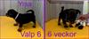 collagevalp6_6v text