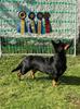 Vinna cert championat 2021-09