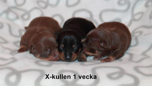 x-kullen1v_text x-kullen1v_text