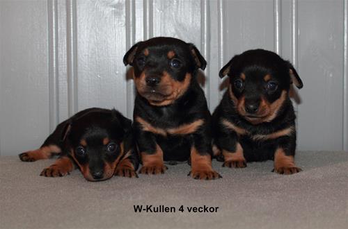 W-kullen4v_text W-kullen4v_text