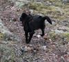 Laima - hare eller griffon?