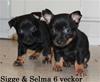 sigge_selma_6v