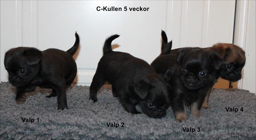 ckullen ckullen