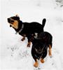 Animalcompaniets Wivvi Cowgirl och Animalcompaniets Tya Cowgirl 