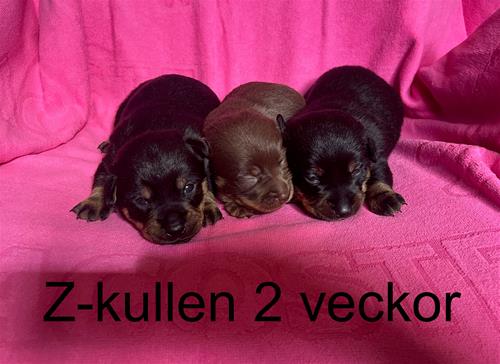 zkullen_2v_text zkullen_2v_text