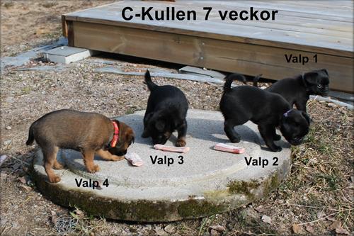 ckullen ckullen