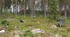 Utmerket sporterreng på Finnskogen.