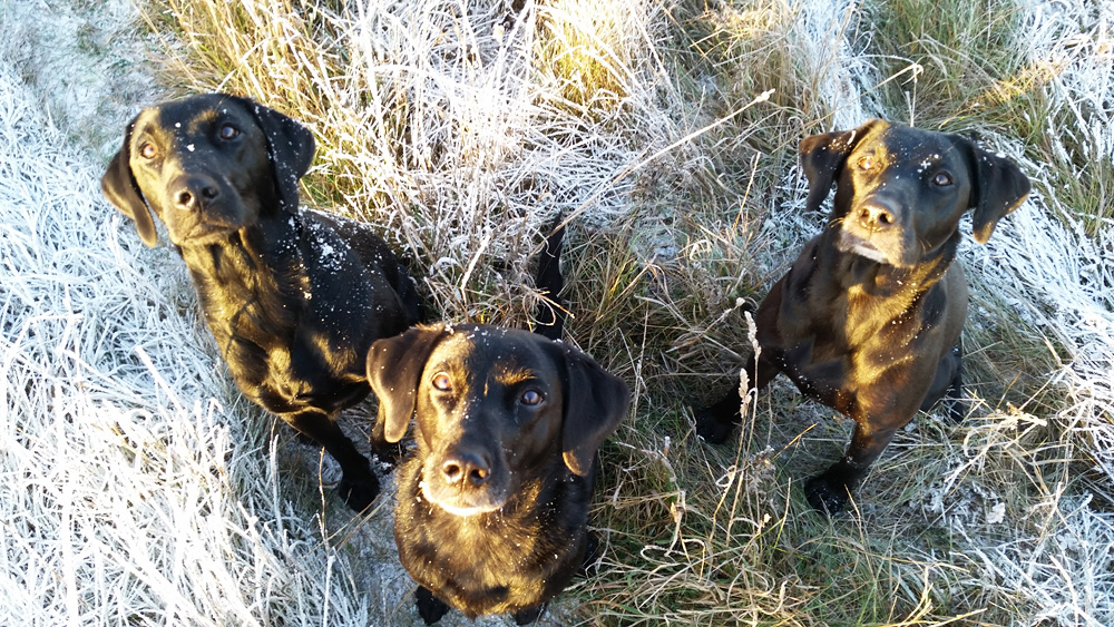Pennie, Maya & Neah nov 2018 Pennie, Maya & Neah nov 2018