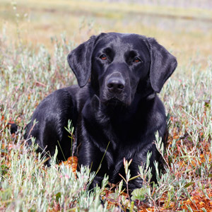 Lilly Lilly