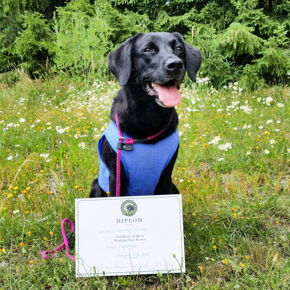 Maya fick CoM (Certificate of Merit) på dagens SGL Novice tävling på Lilla Träskaten, 20 juli 2018